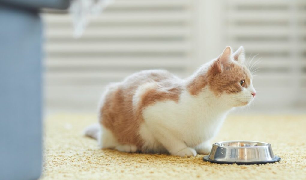 Quelle quantité de nourriture sèche pour chats mon chat doit-il manger