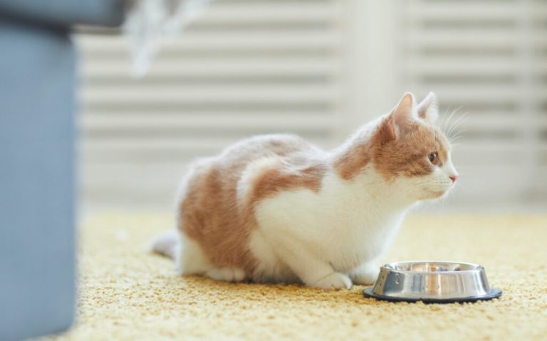 Quelle quantité de nourriture sèche pour chats mon chat doit-il manger