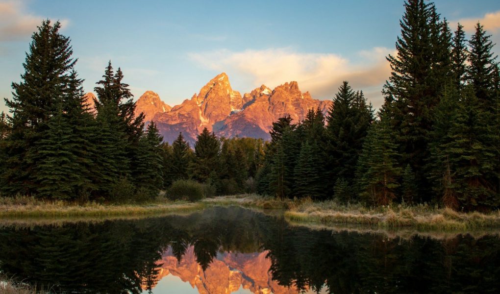 green pine trees near lake during daytime
