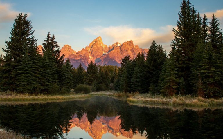 green pine trees near lake during daytime
